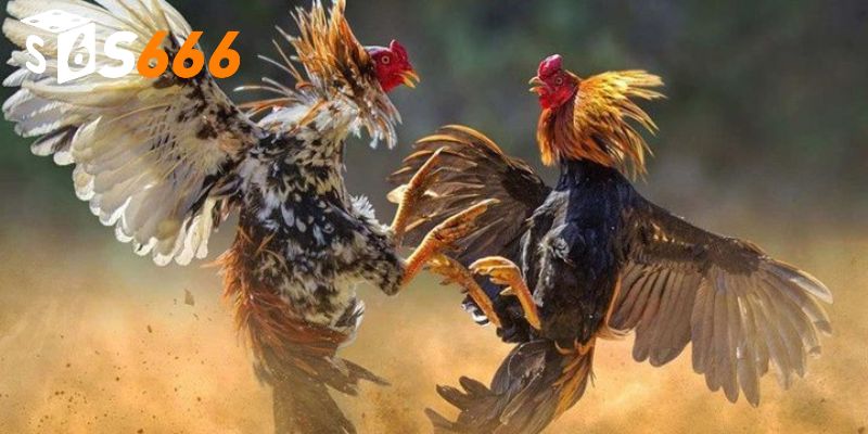 Đá gà cựa dao nổi bật