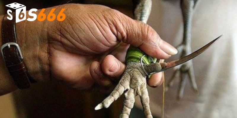 Đá Gà Cựa Dao - Trận Chiến Đầy Kịch Tính Từ Chiến Kê S666