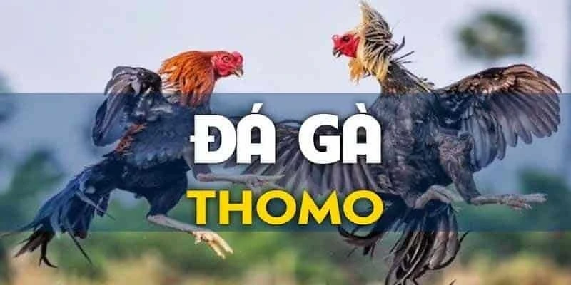 Đá Gà Thomo & Mẹo Cá Cược Bất Bại Cho Người Chơi Mới