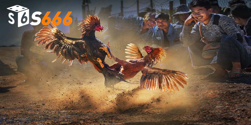 Đá gà Thomo phát sóng trực tiếp miễn phí các trận đấu hàng đầu của những chiến kế máu lửa