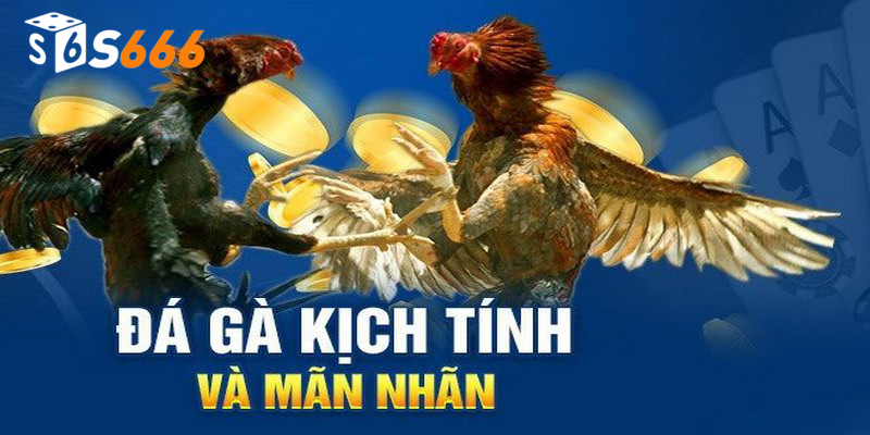 Thời gian quy định trong đá gà thomo