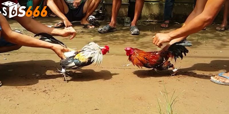 Hướng dẫn cách chơi đá gà tại S666